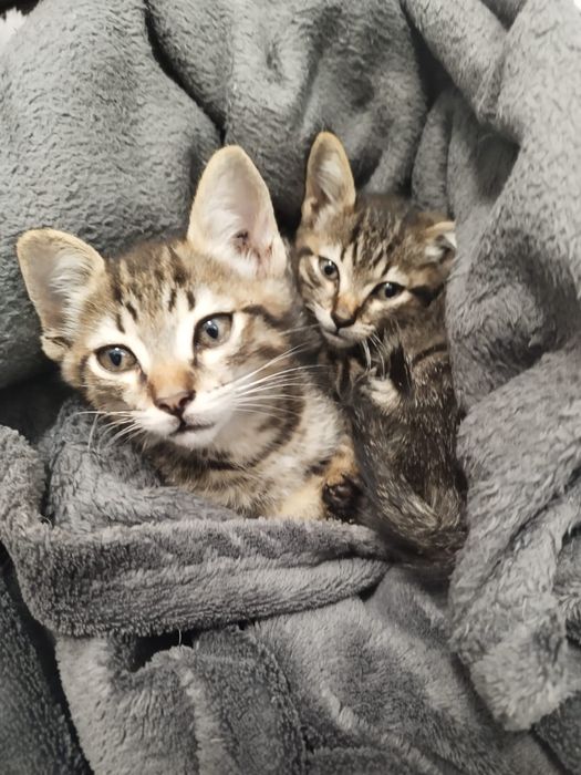 Gatinhos para adoção