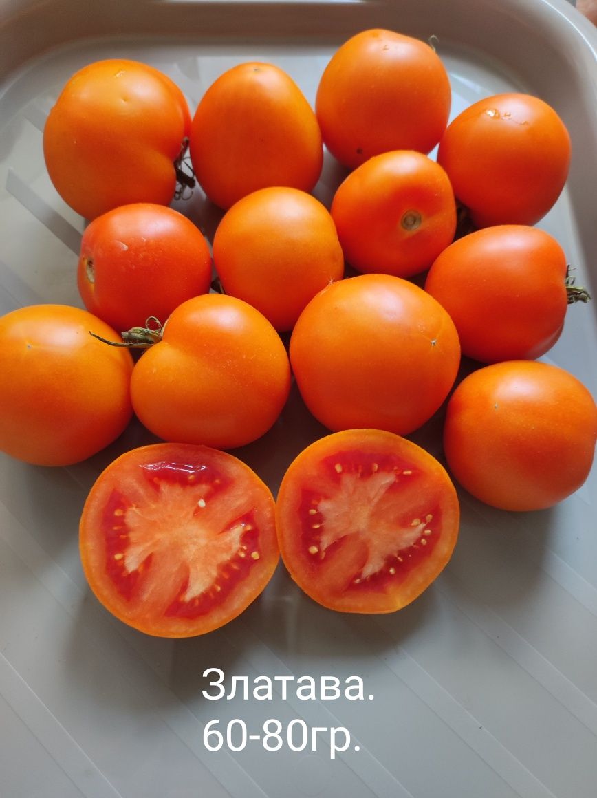 Насіння помідорів урожай 2023 р.