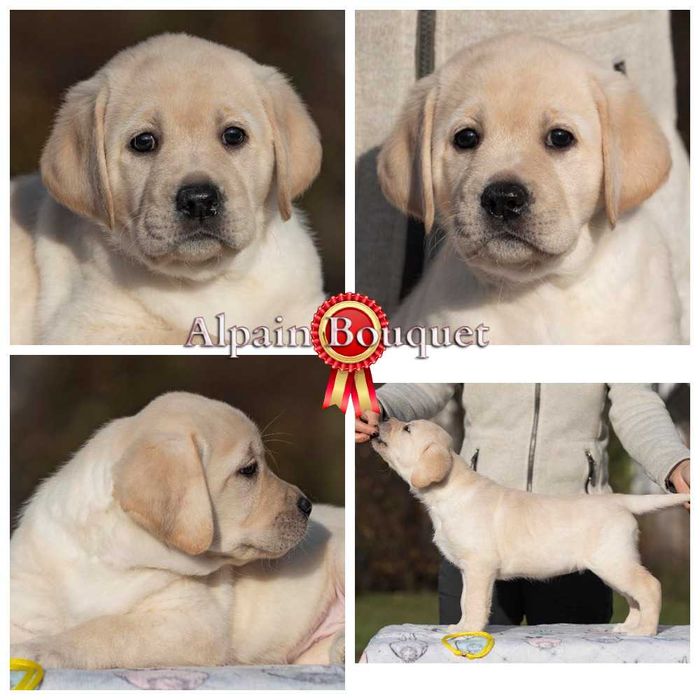 Видео, профпитомник) Элит щенки цуценята лабрадора ретривера ретрівера