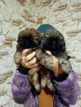 Продам цуценят Пікінеса