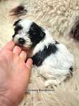 NAJPIĘKNIEJSZY CHŁOPCZYK Yorkshire terrier White&Black