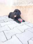Labrador Retriever preto macho com Lop