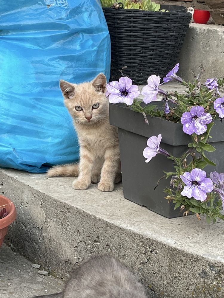 Віддам котиків безкоштовно! Шукаю дім кицям