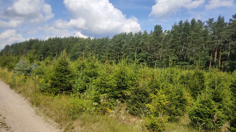 Choinki świerk pospolity