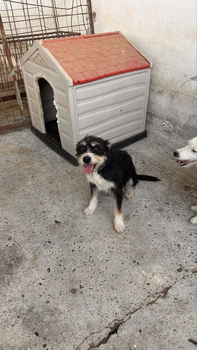 Cadelas porte médio