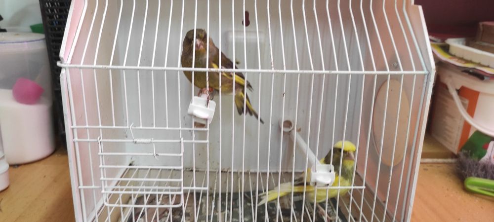 Cedo casal de verdilhoes de mutação