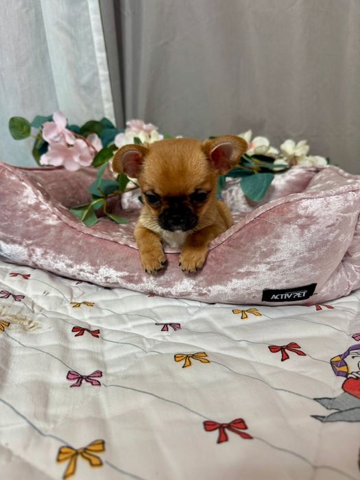 Chihuahua krótkowłosa sunia FCI