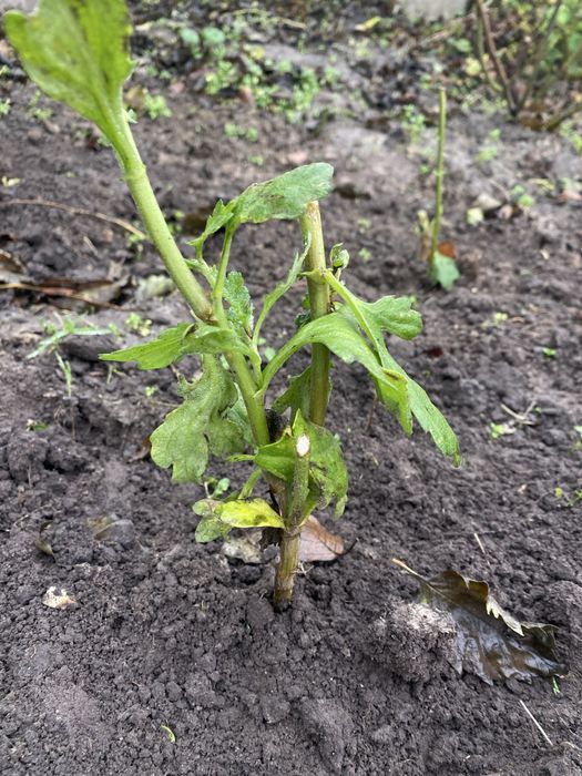 Хризантема ветка микс