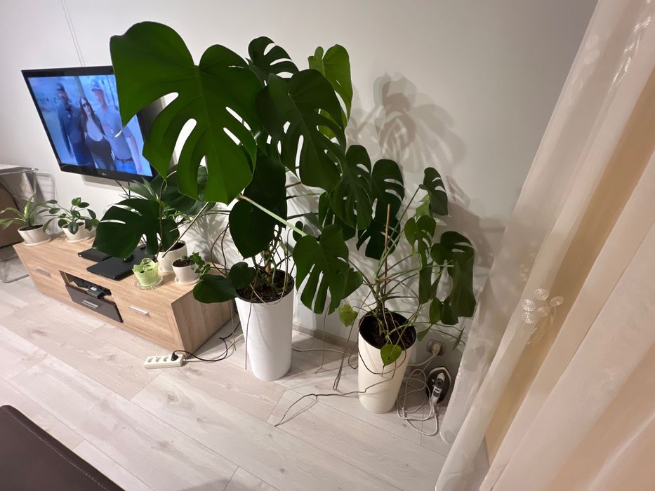 Monstera 2 szt z doniczkami 120cm