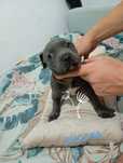 American Staffordshiere Terrier