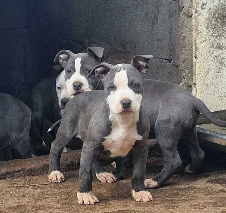 AMERICAN STAFFORDSHIRE TERRIER Canil Of Greatwarriors