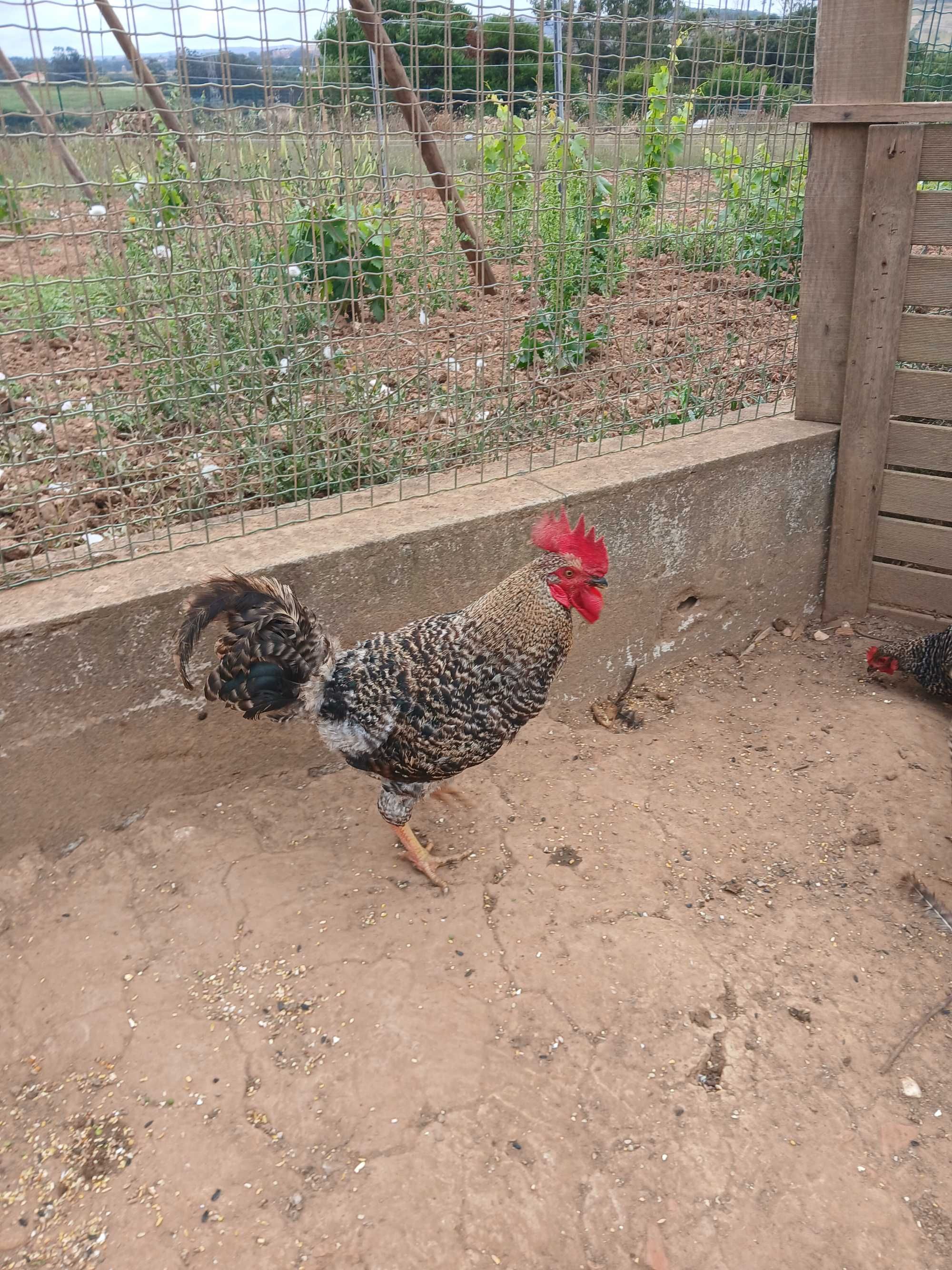 Pato e Galo mudança de dono