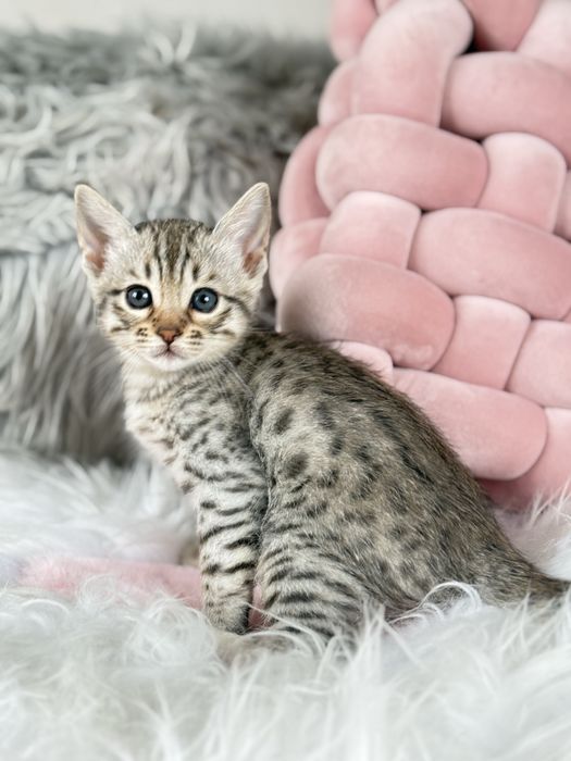 Хлочик Саванна Ф5