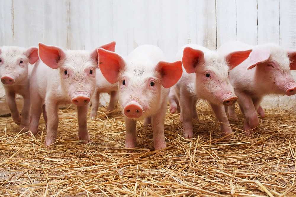 Вентиляція свиноферми осьовий скловолоконний вентилятор для ферми