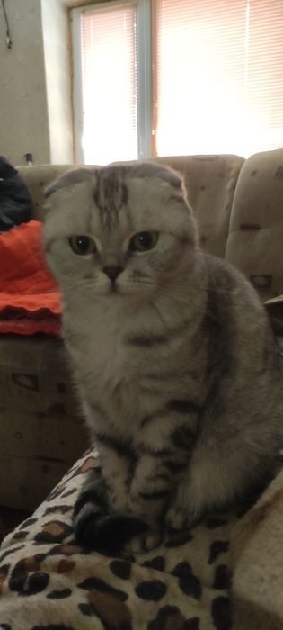 Пропала вислоухая кошка