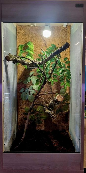 Terrarium 50x50x100cm dla kameleon jaszczurki legwana