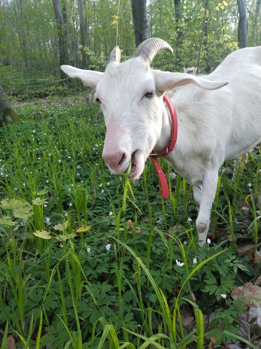 Смачне  козяче молоко