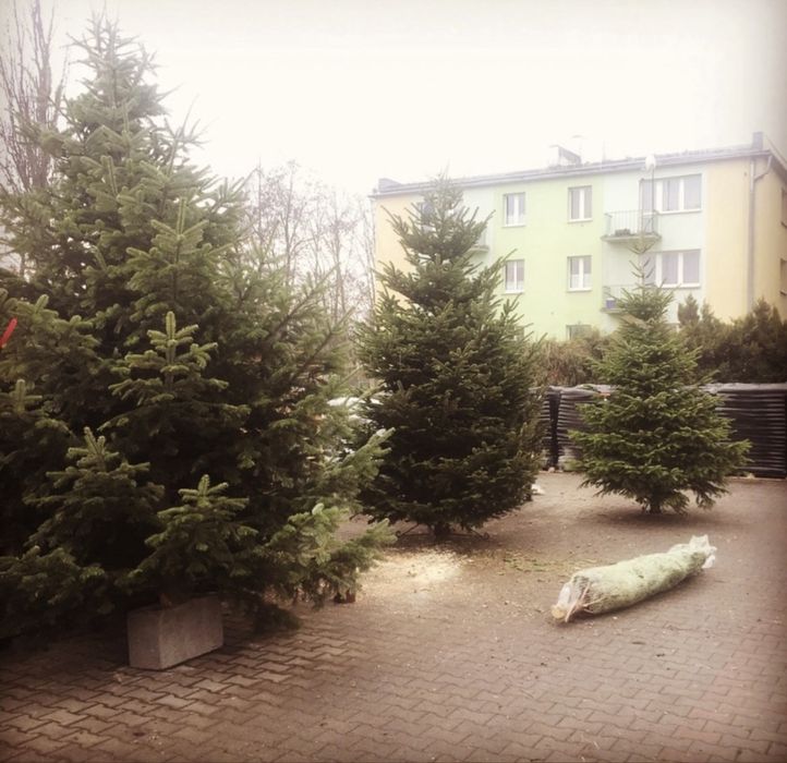 Choinki PREMIUM z dostawą Jodła Kaukaska Cięta EXCELLENT Kraków