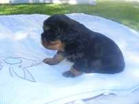 Śliczny piesek Cavalier Spaniel