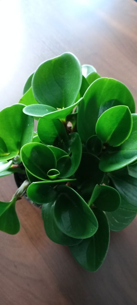 Cisus Peperomia trzykrotka