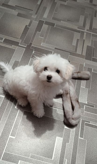 Цуценя мальтезе,дівчинка