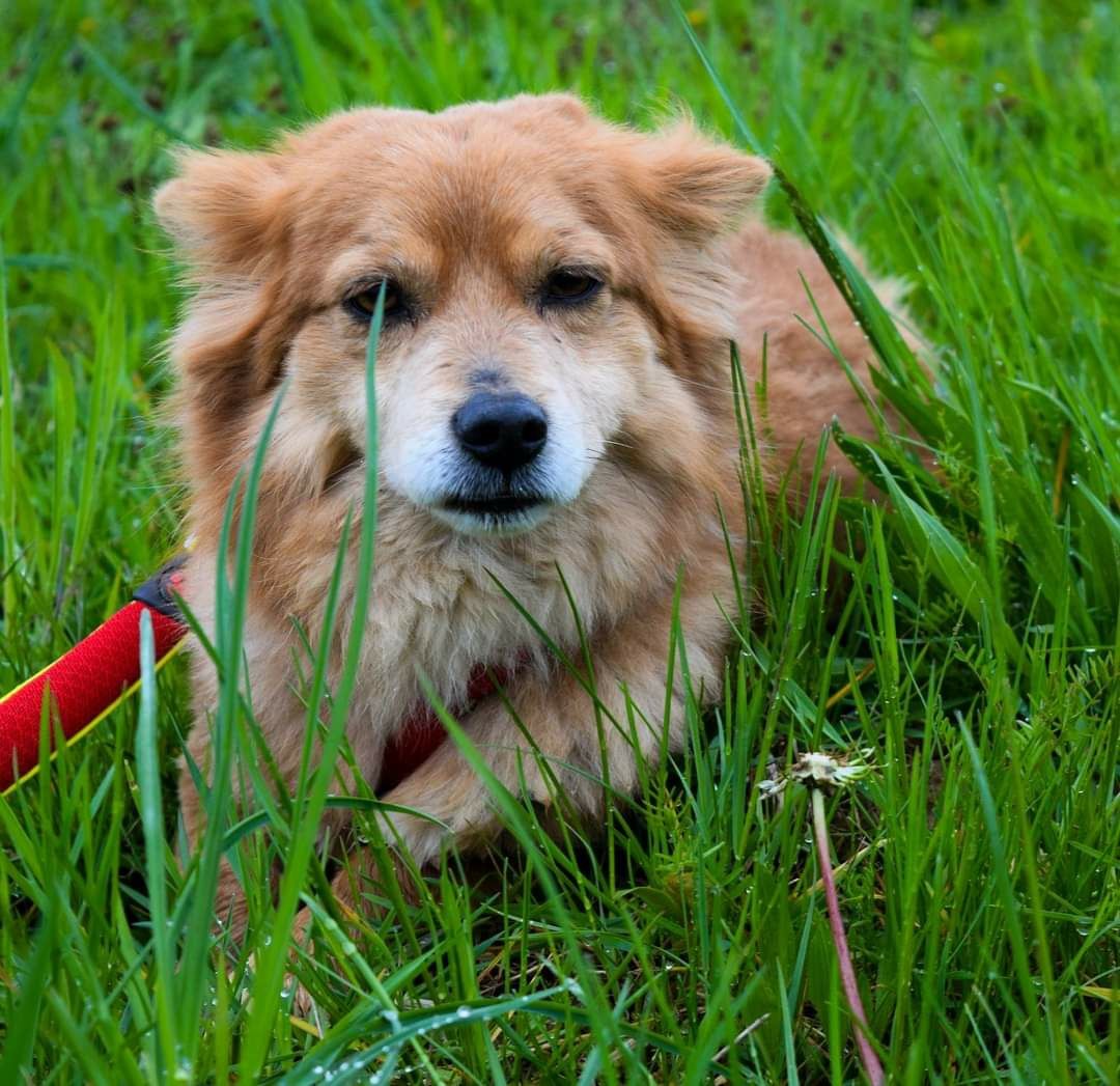 Mikro pies samiec kochany szuka domku