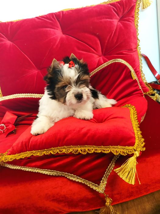 Samczyk z metryką ZkwP/FCI Biewer Yorkshire terrier .