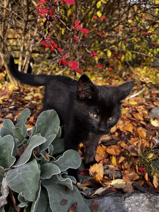 Oddam kotkę w dobre ręce