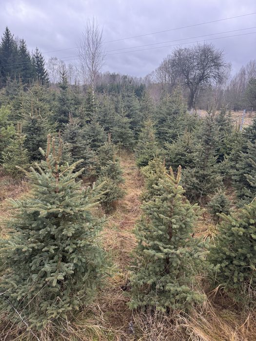 Choinka z dowozem Warszawa okolice / Siemiatycze okolice
