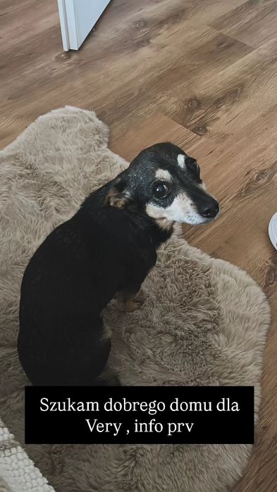 Suczka Vera do adopcji do dobrego domu.