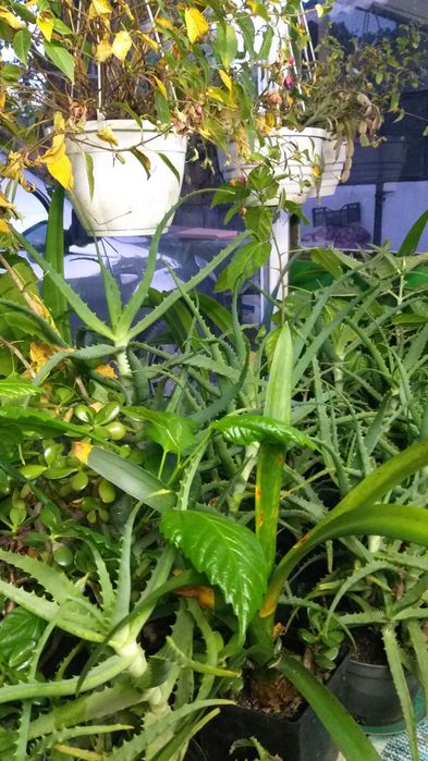 Алое лікарська, великий вибір