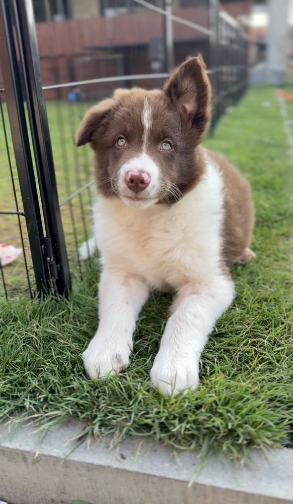 Szczeniak Border Collie