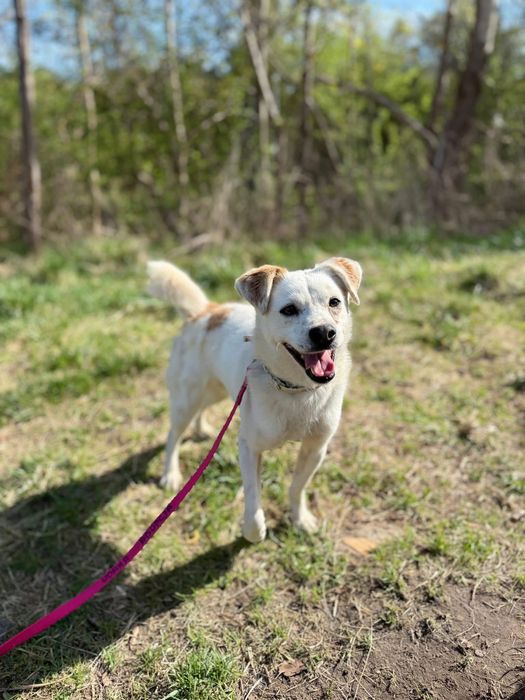 Malutki biały piesek do adopcji! Mops szuka domu