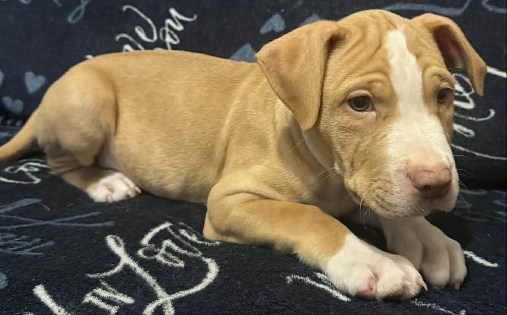 American Pit bull Terier