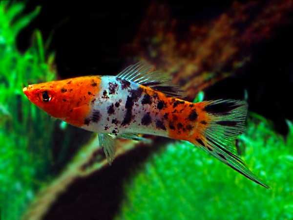 Mieczyk Hellera odmiana KOI - TRICOLOR - Xiphophorus helleri KOHAKU
