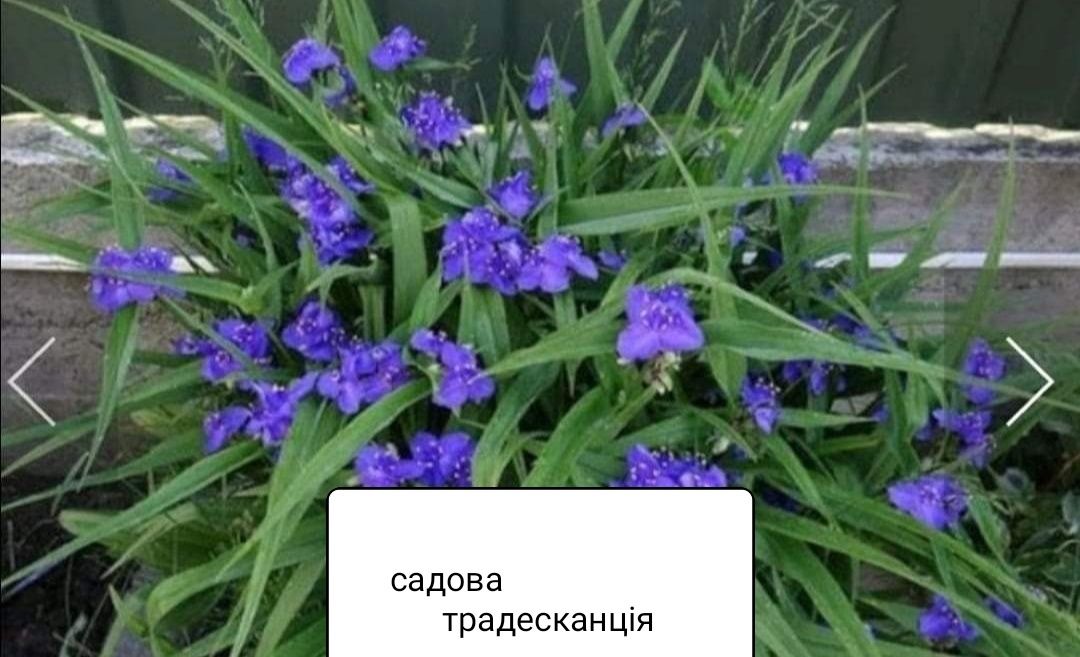 Продам квіти багаторічні