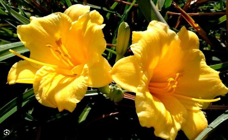 садовое куст годжи, шелковица ирис флоксы лилейник фиалка медуница