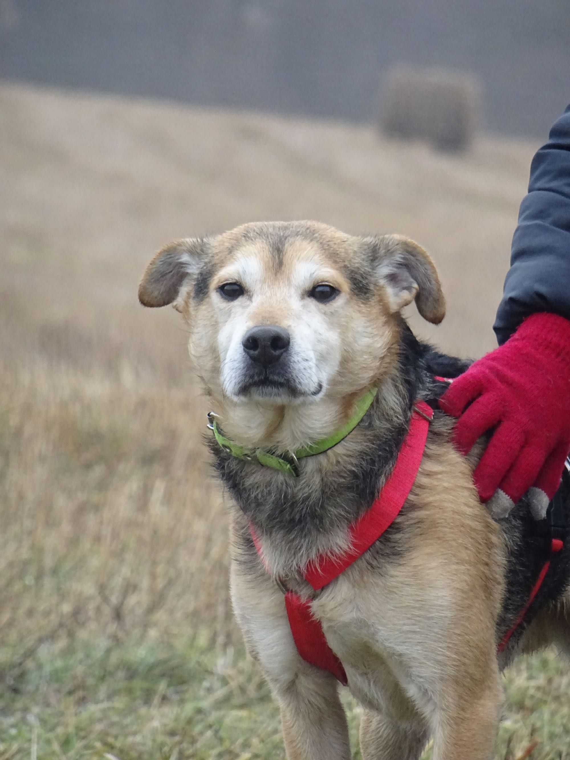 Kochany Roni poleca się do adopcji!!