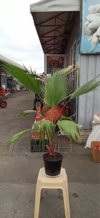 Пальма 1,5м 2 роки