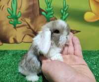 PIĘKNY Mini Lop  białouch beżowy królik baranek miniaturka  teddy