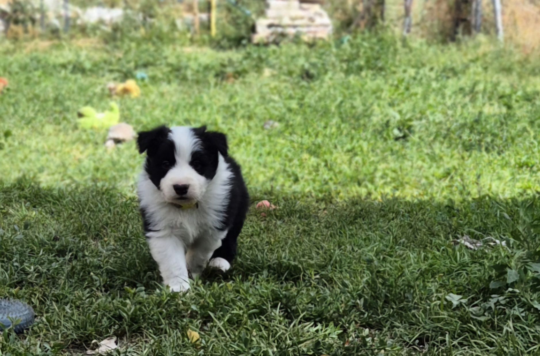 Border collie piesek