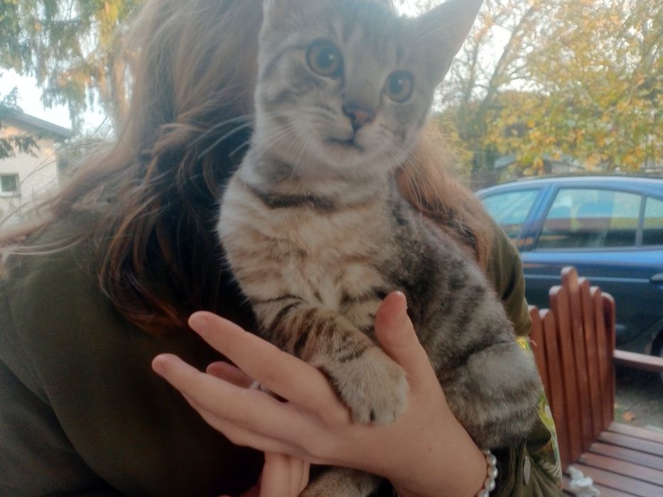 Piękny kocurek do oddania
