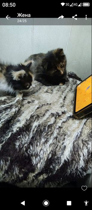 Отдам красивых котят.