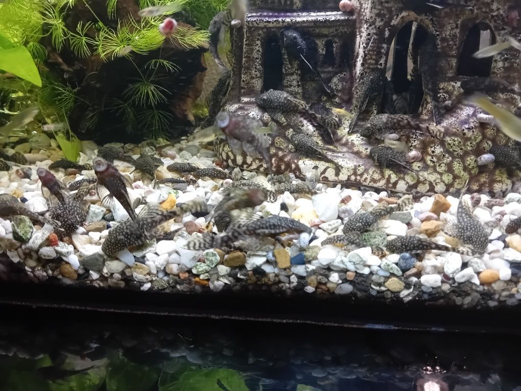 Glonojady pospolite
