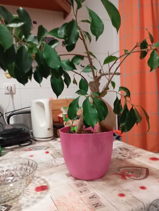 Bonsai em vaso planta
