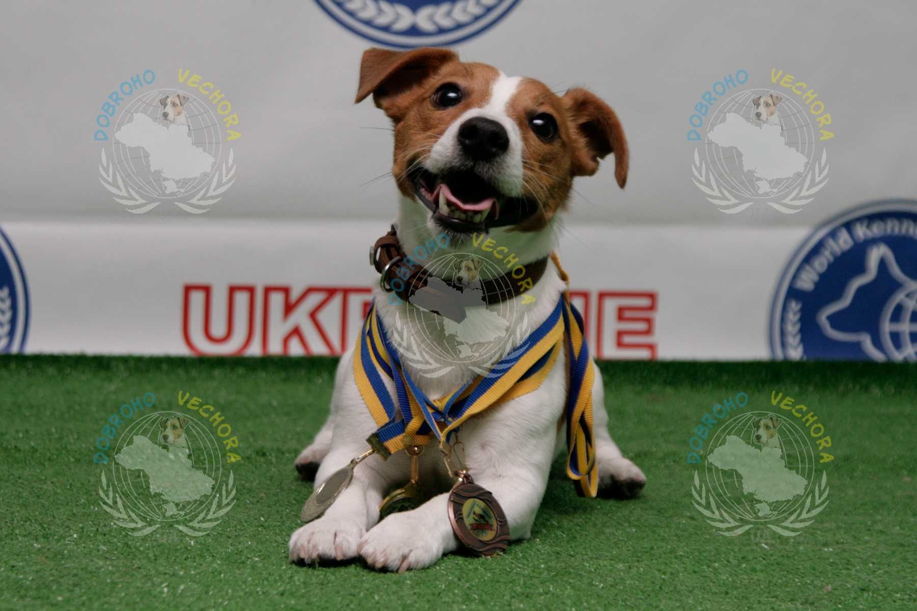 Цуцик Джек-Рассел-тер'єра, JACK RUSSELL TERRIER