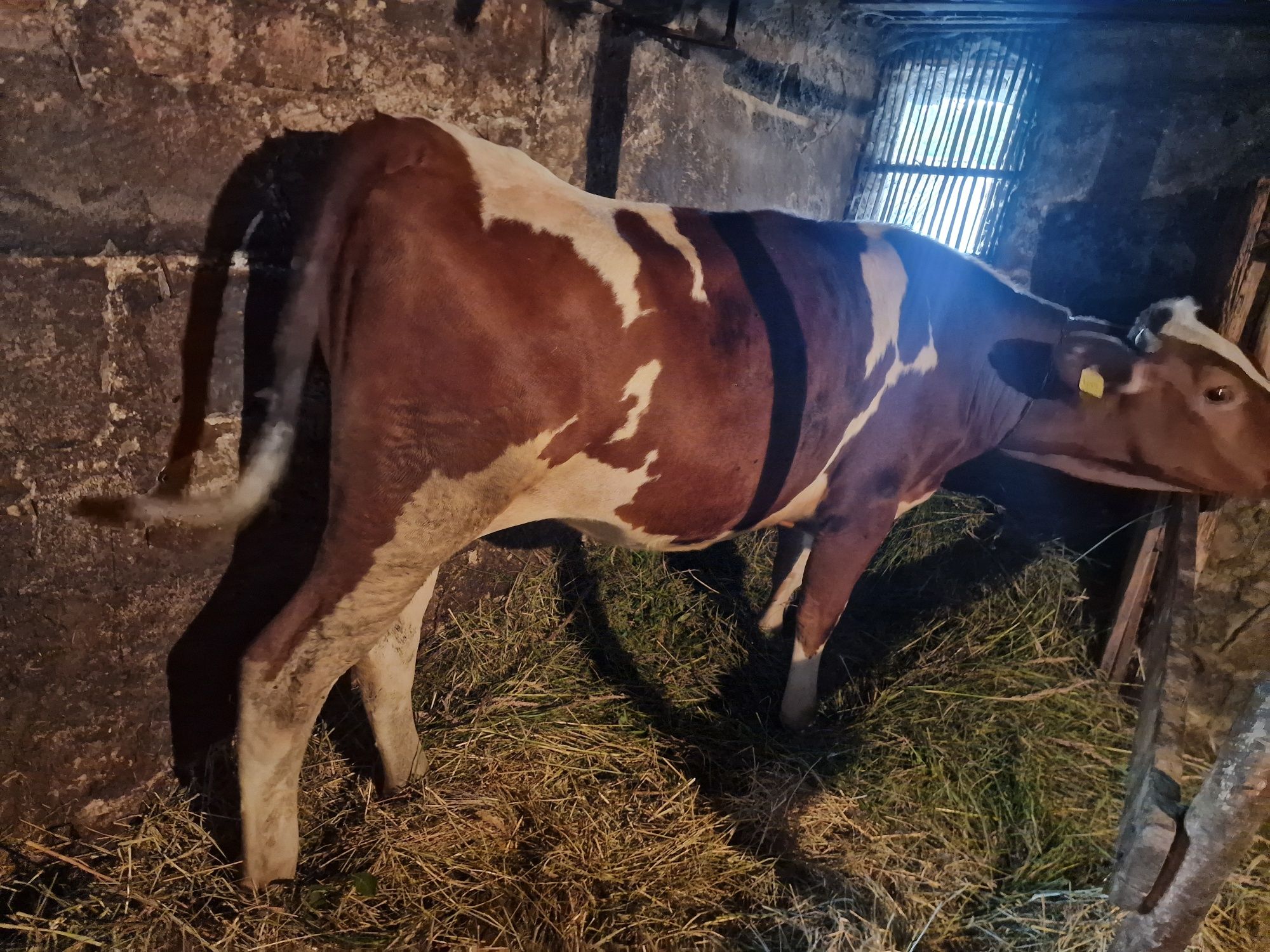 Krowa Simental 1,5 roczna