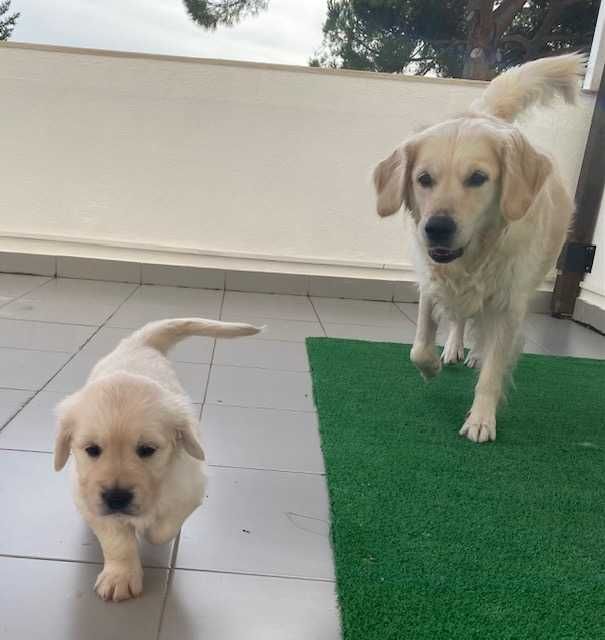 Bebé Golden Retriever