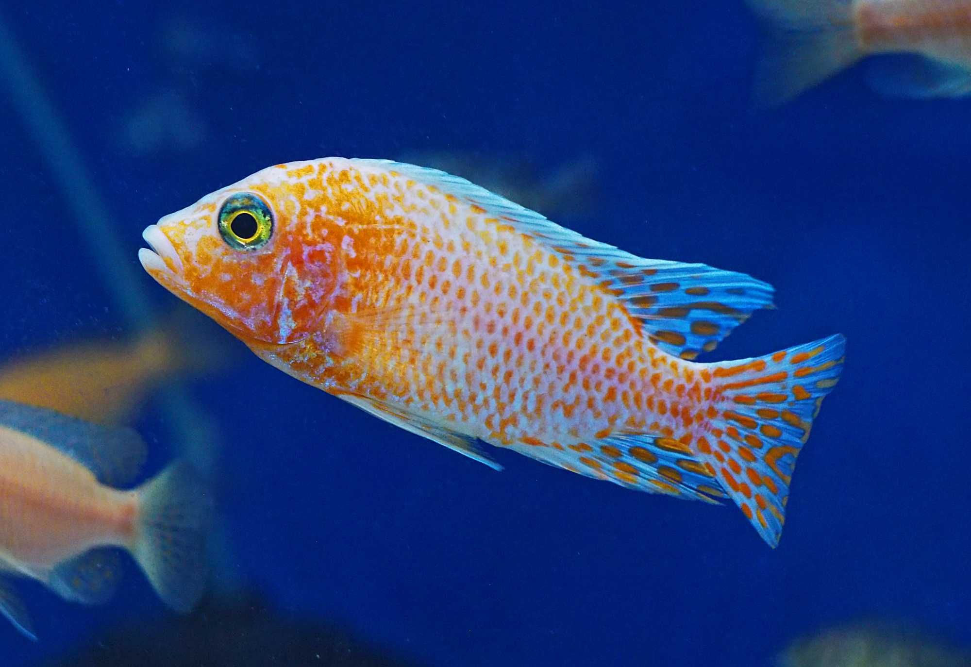 Aulonocara sp Fire Fish pyszczaki Malawi World