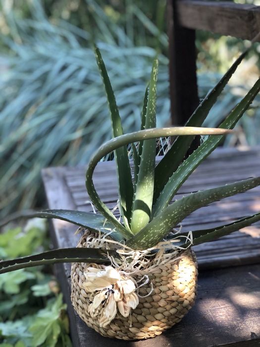 Алоє - вера , плетені кашпо